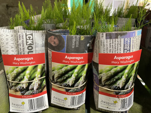 Asparagus - Mary Washington